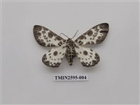 藏品(尺蛾108)的圖片